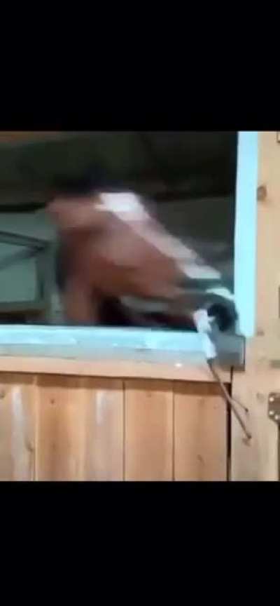 Ooo kitty...YEET