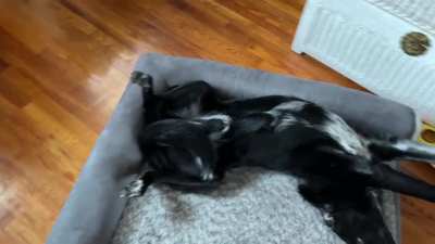 How my dog wakes up every morning.