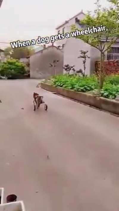 When a dog gets a wheelchair.. 🥺
