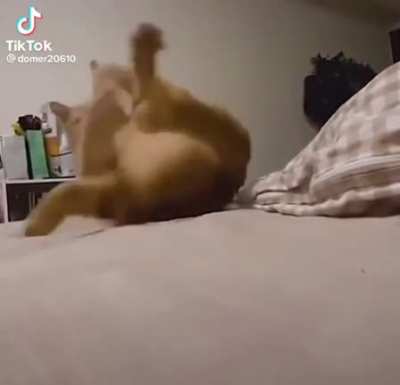 Desespero.gato