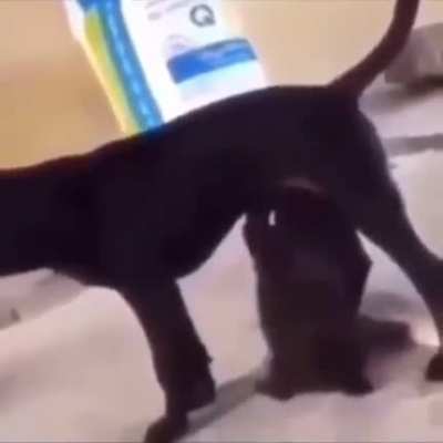 son, i've come back with da milk!!