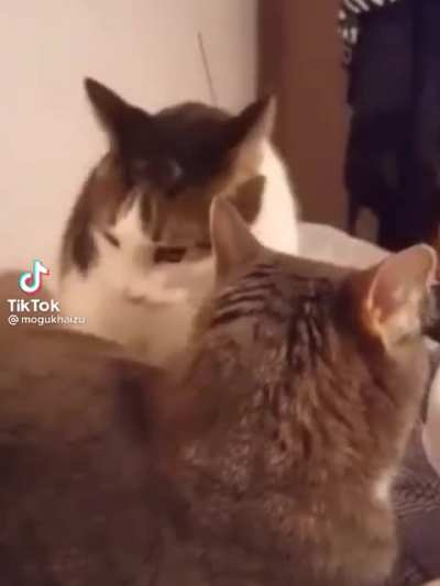 Anime fight