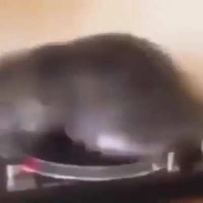 GATO TACTICO