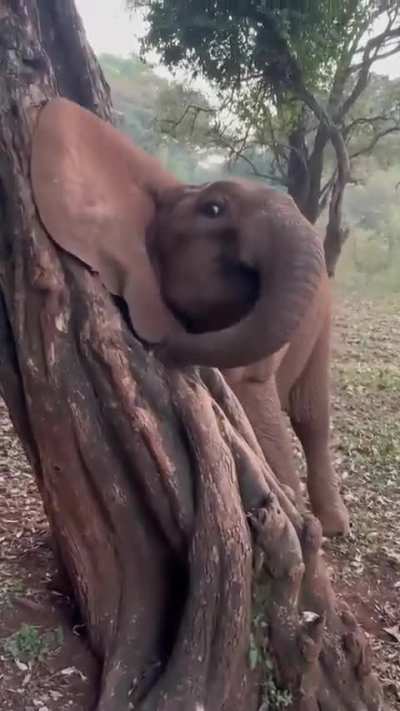 The scritches