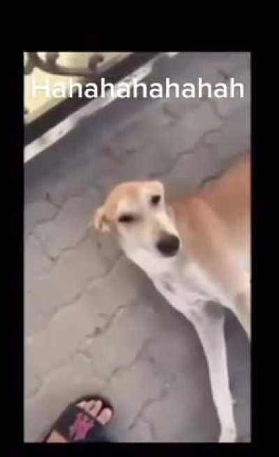 I hope that cute doggo had rabies