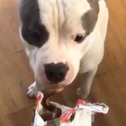 Happy woof gif