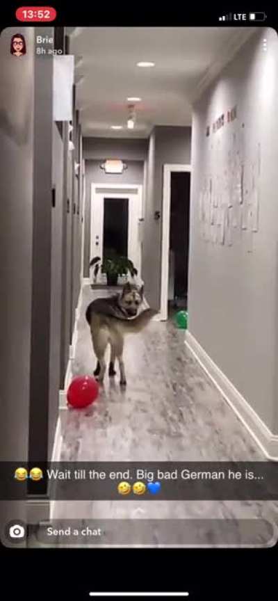 My German Shepherd braving balloons.