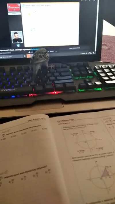 Kuşum bile ders çalışmamı istemiyor