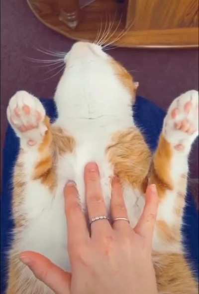 Belly rub 😃