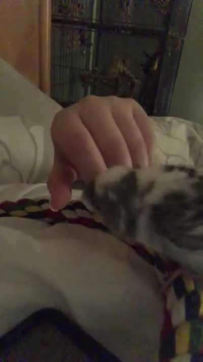 Randomly Getting Mauled By My Budgie 2: Electric Boogaloo