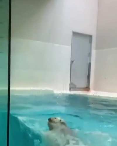 Water pupper