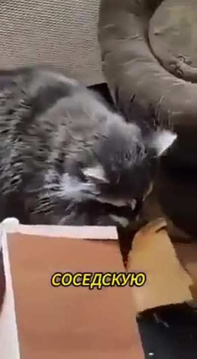 Отпетые мошенники.
