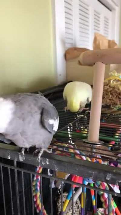 Yesterday I discovered my cockatiel laid an egg. I also discovered that the two of them are also terrible parents.