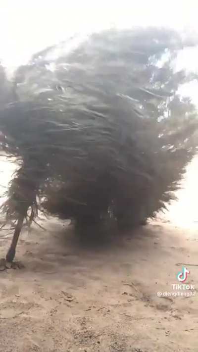 African magic : zangbeto there is a spirit/ghost in this and once they are done dancing they will chase someone down and beat them.
