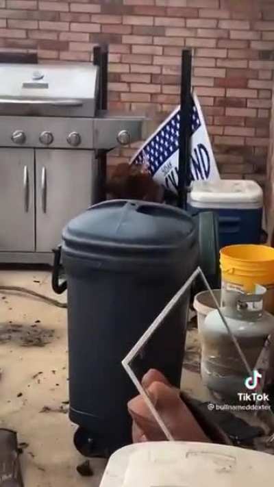You’re not my dog!