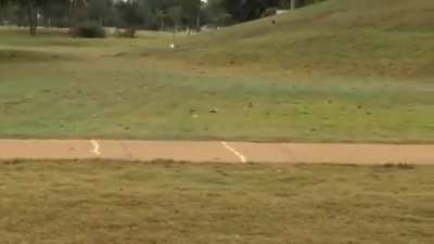 A very excited bird bouncing golf balls
