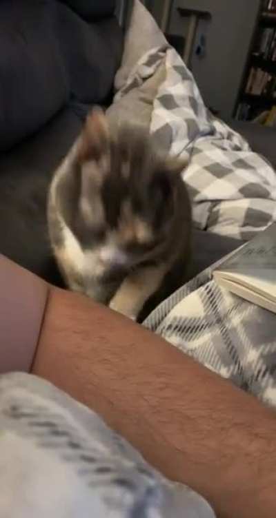 Pet the damn cat