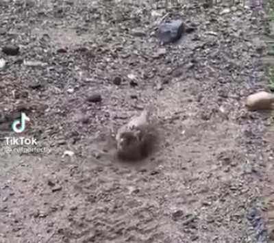 Birdy train horn