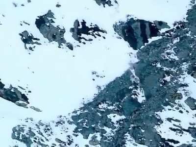 Snow leapard jumps off cliff into free fall to catch prey.....straight savage