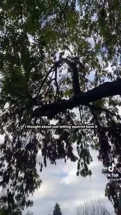 The Squirrel