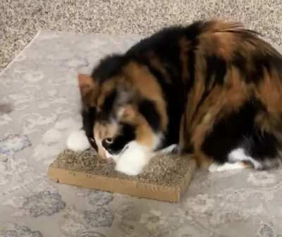 Pepper is gearing up to attack some greebles