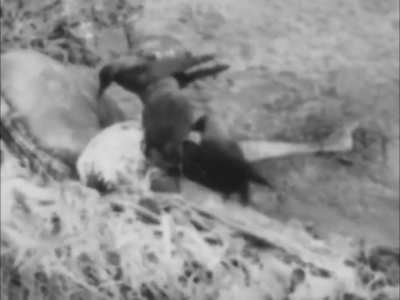 Victims of the Bangladesh Liberation War scavenged by crows and vultures near Dacca in March 1971