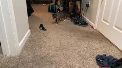 The vicious sock.