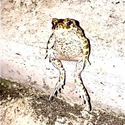 Frob