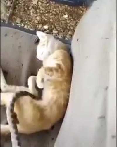 MEOW_IRL