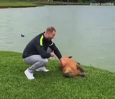 Pet and flop