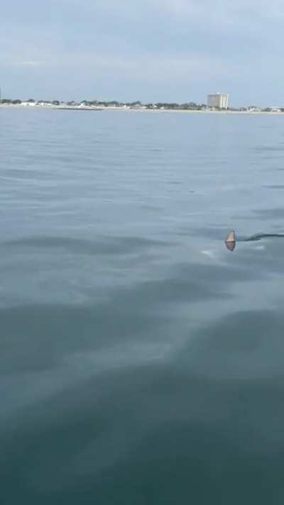 Thresher Shark off of jersey shore
