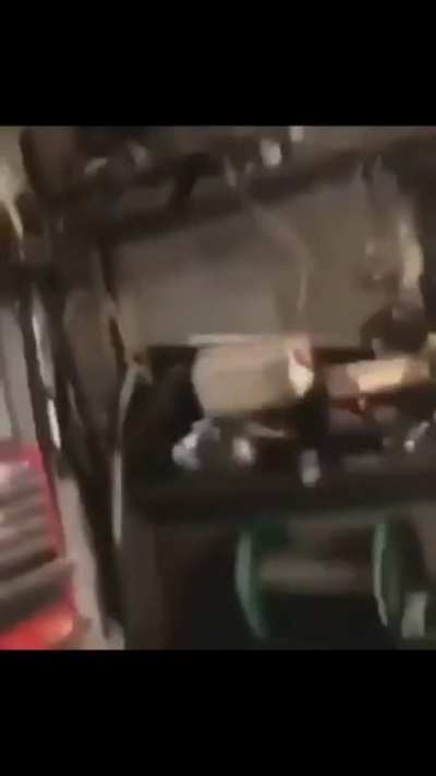 Italian vs Raccoon