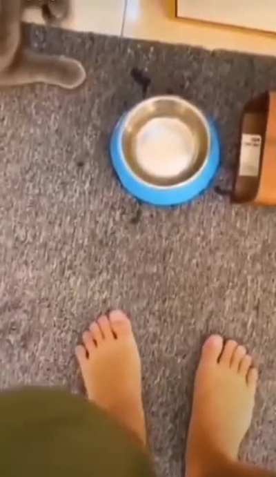 A paw for a paw