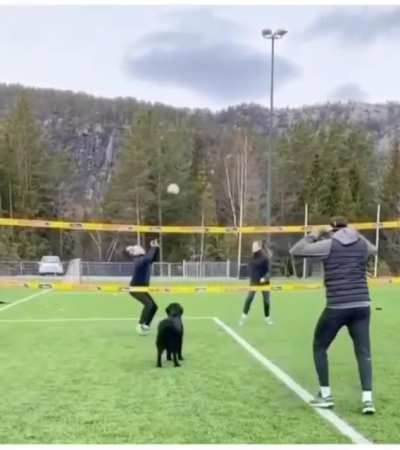 Next level dolly-ball