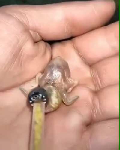 Houndeye