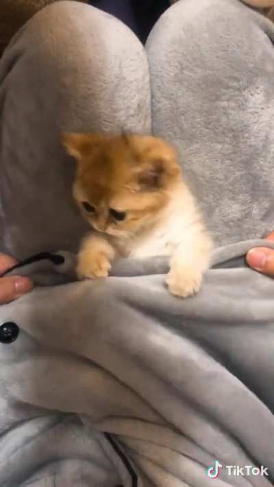 The kitten of gods
