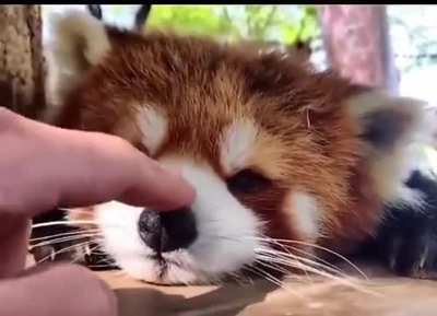 Boop.Boop.Boop!
