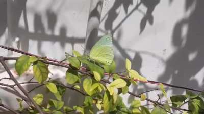 I'm scared of insects but I decided to just get near one anyways it's so beautiful though :(