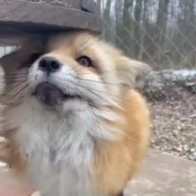 Boop