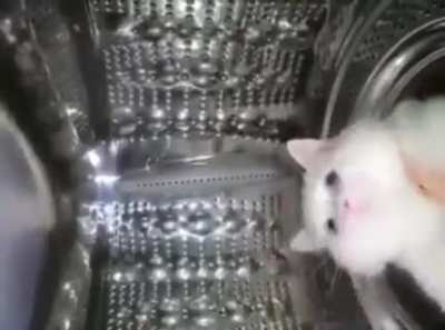 gatito