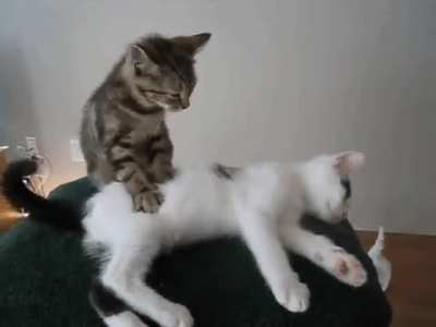 Cat massage