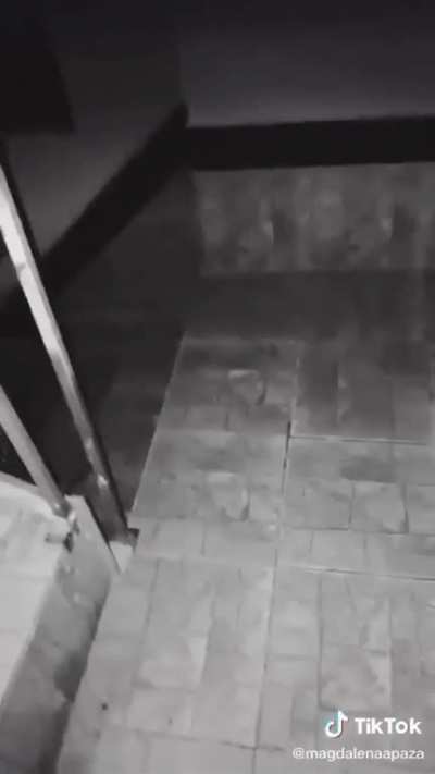 Who walks here at night ?!