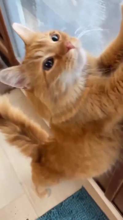 Purring of a cat who loves his owner