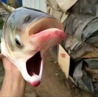 Two faced fish