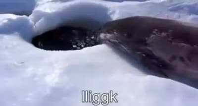 Egg... Egg... Fish... Lick... aaaaaaa-