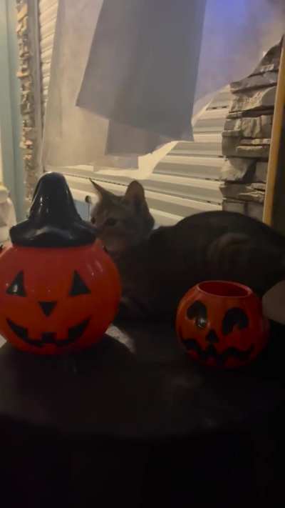 Mi madre con su decoración de halloween… creo que hay alguien más! 😂