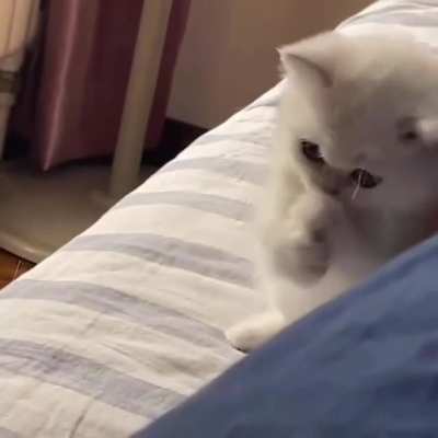 Kitty packs a punch!