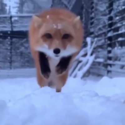 Snow fox!