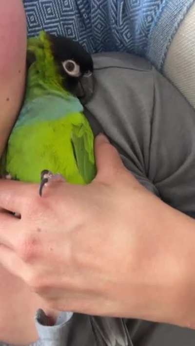 turn down the volume, i’m trying to nap here..