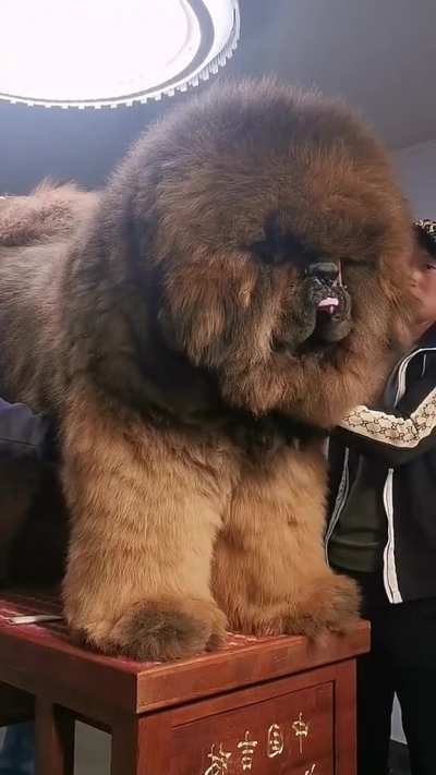 Tibetan mastiffs seem more bear than dog